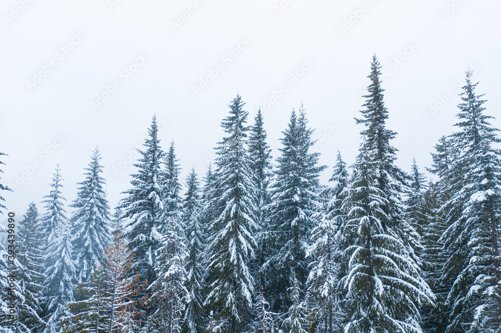 Obraz premium snow covered trees