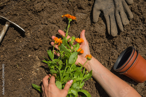 Hands of woman holding flowers on land in garden photo