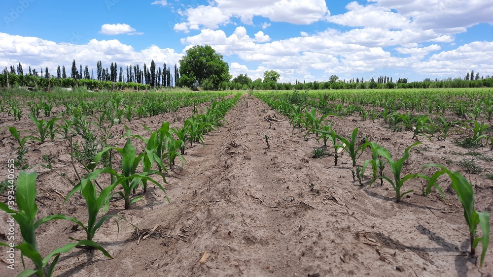 Plantación de maíz