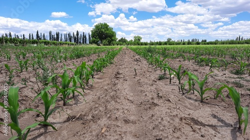 Plantación de maíz © Mariano