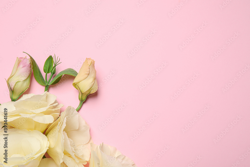 Beautiful white Eustoma flowers on pink background, flat lay. Space for text