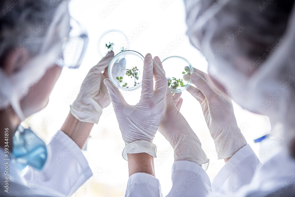 © Fotoagentur WESTEND61/Westend61 - Scientists in lab examining germs in petri dishes