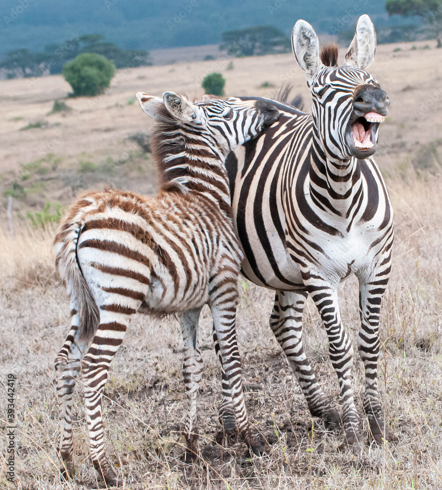 Fototapeta premium zebra in the wild
