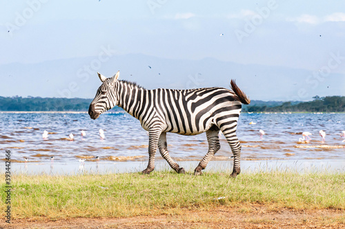 zebra on the beach