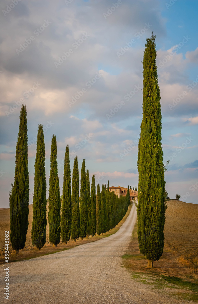 Typical Tuscan cypress alley and an old farm house, Italy