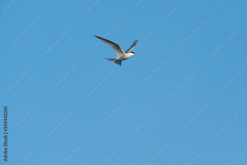 Fototapeta premium The Arctic tern (Sterna paradisaea)