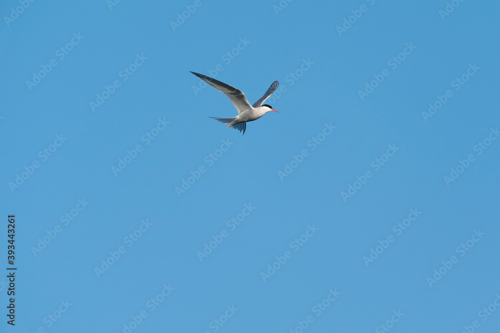 Obraz premium The Arctic tern (Sterna paradisaea)