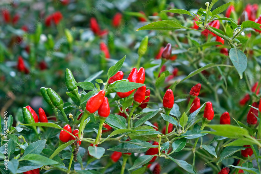 Obraz premium Red chili peppers plants on marketplace
