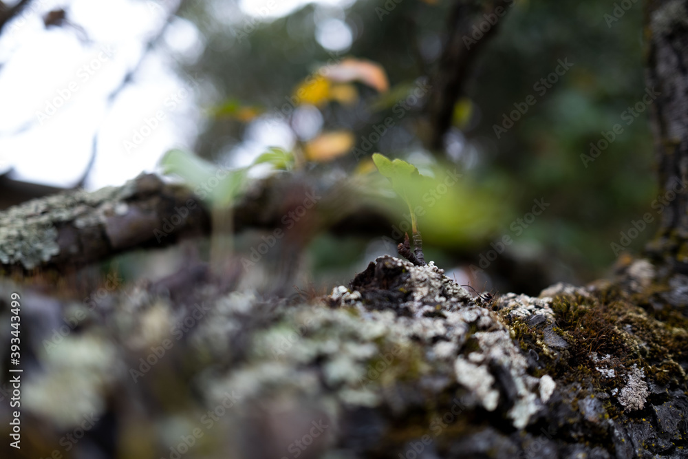 Moss on tree Moss on tree