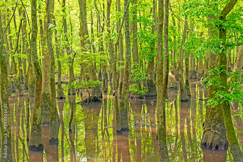 Obraz premium Deep in a Cypress Swamp