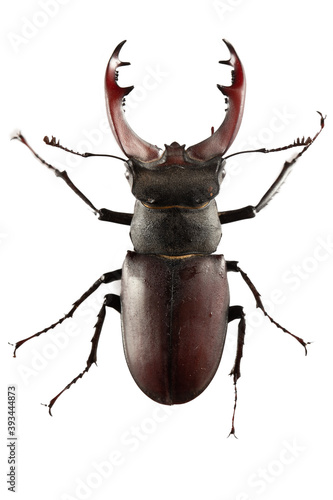 Lucanus cervus insect is listed in the Red Book.