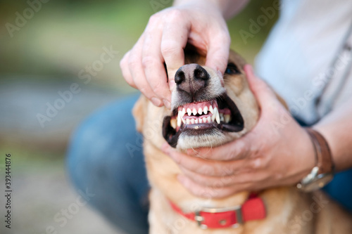 Midsection of man showing dog teeth photo