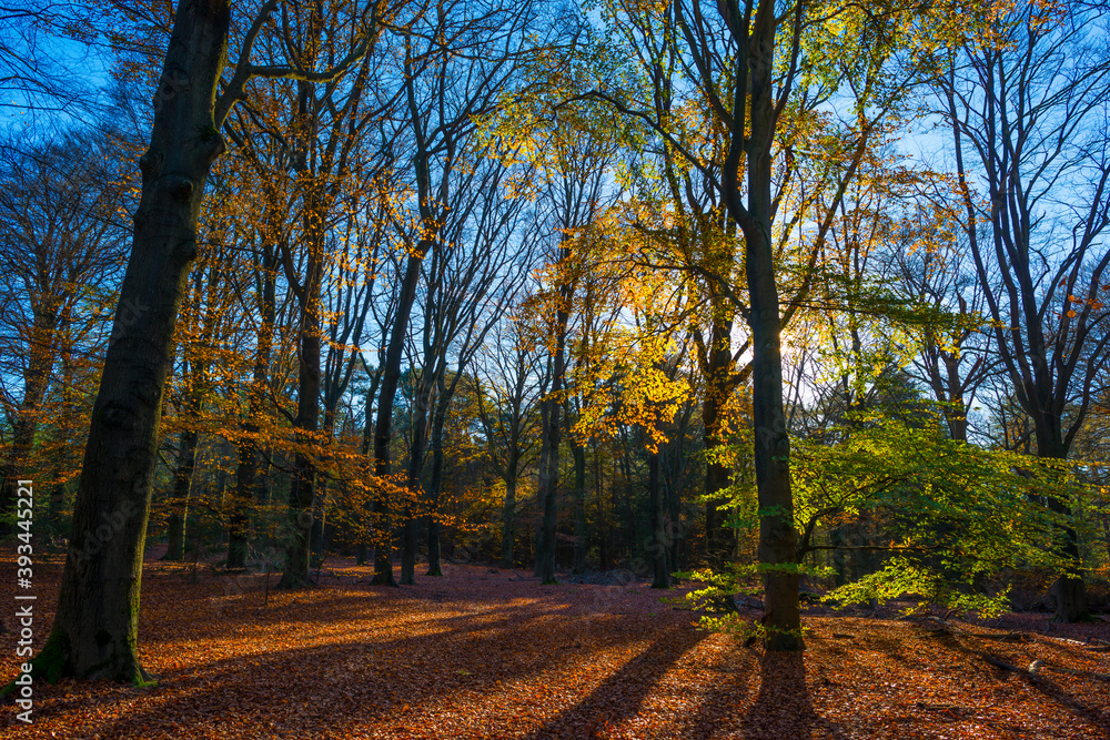 Fototapeta premium Trees in autumn colors in a forest in bright sunny sunlight at fall, Baarn, Lage Vuursche, Utrecht, The Netherlands, November 18, 2020