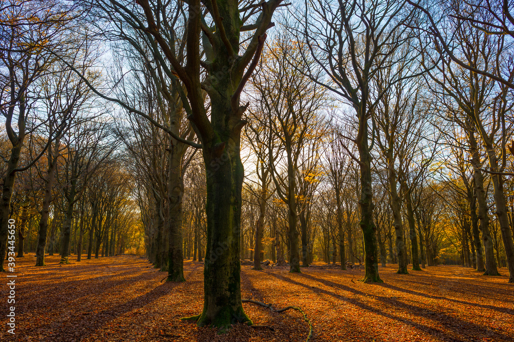 Fototapeta premium Trees in autumn colors in a forest in bright sunny sunlight at fall, Baarn, Lage Vuursche, Utrecht, The Netherlands, November 18, 2020