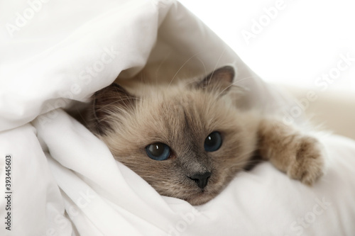 Adorable Birman cat under blanket at home, closeup