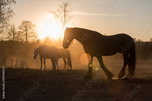 Sunset horses in the pasture - dust - sun - evening at the ranch