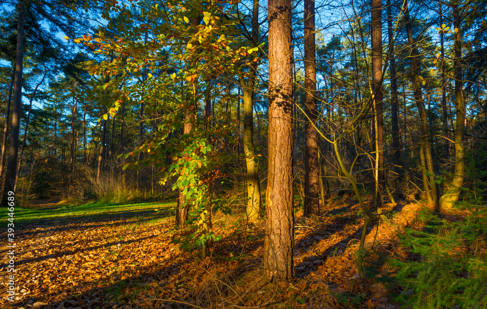 Fototapeta premium Trees in autumn colors in a forest in bright sunny sunlight at fall, Baarn, Lage Vuursche, Utrecht, The Netherlands, November 18, 2020