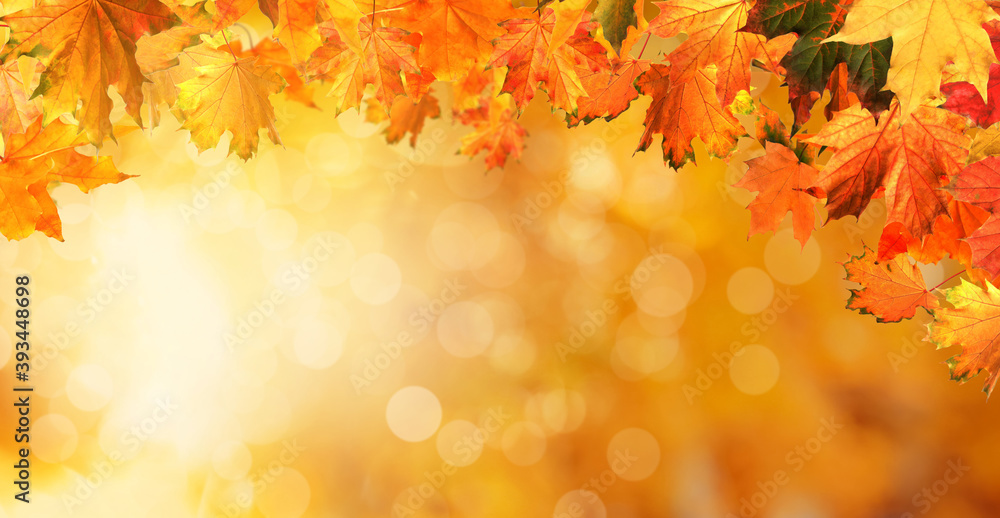 Beautiful colorful autumn leaves on blurred background. Banner design