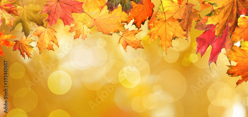 Beautiful colorful autumn leaves on blurred background. Banner design