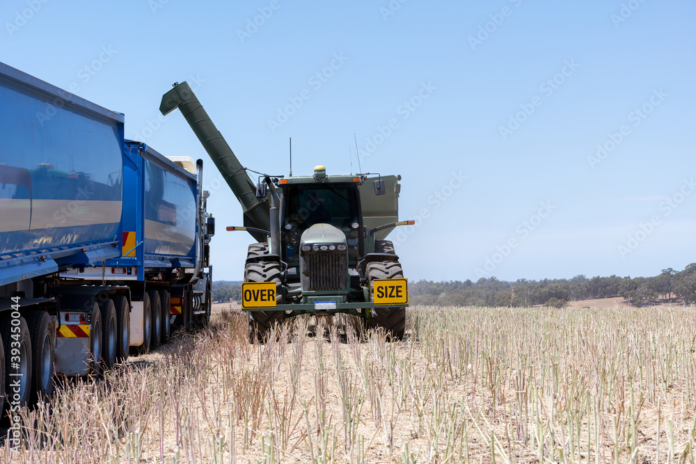 Harvesting of canola fields in the wheat belt of Western Australia Harvesting of canola fields in the wheat belt of Western Australia