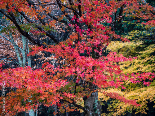 紅葉