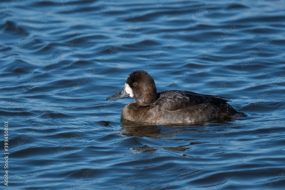 Obraz premium Female Lesser Scaup swimming in Fall