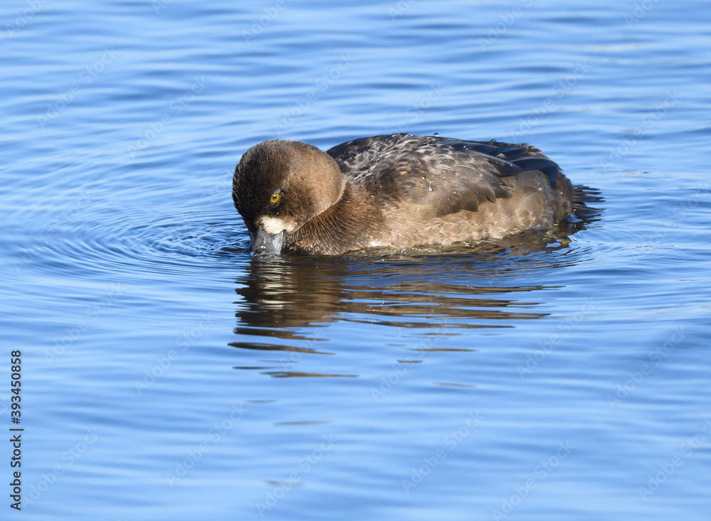 Fototapeta premium Female Lesser Scaup Swimming and Foraging in Fall