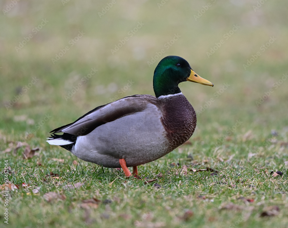 Male Mallard Drake Standing on Grass Portrait in Fall Male Mallard Drake Standing on Grass Portrait in Fall