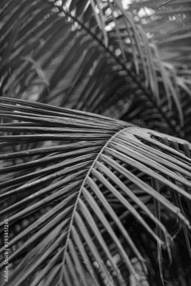 custom made wallpaper toronto digitalblack and white palm leaf