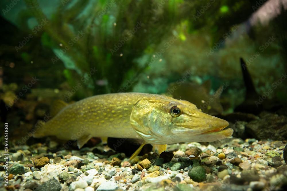 Fototapeta premium Pike Fish on Gravel in Aquarium