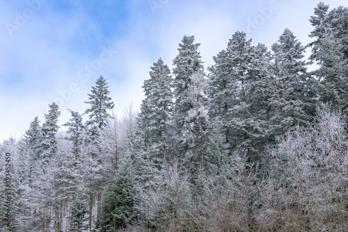 Trees covered with snow as seasonal background