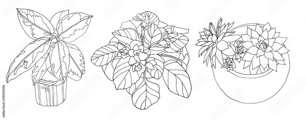 Fototapeta premium Black line art ficus, succulent echeveria, violet in pot home plant with leaves isolated on white background. Art creative object for coloring book, card, sticker, textile, wrapping, wallpaper
