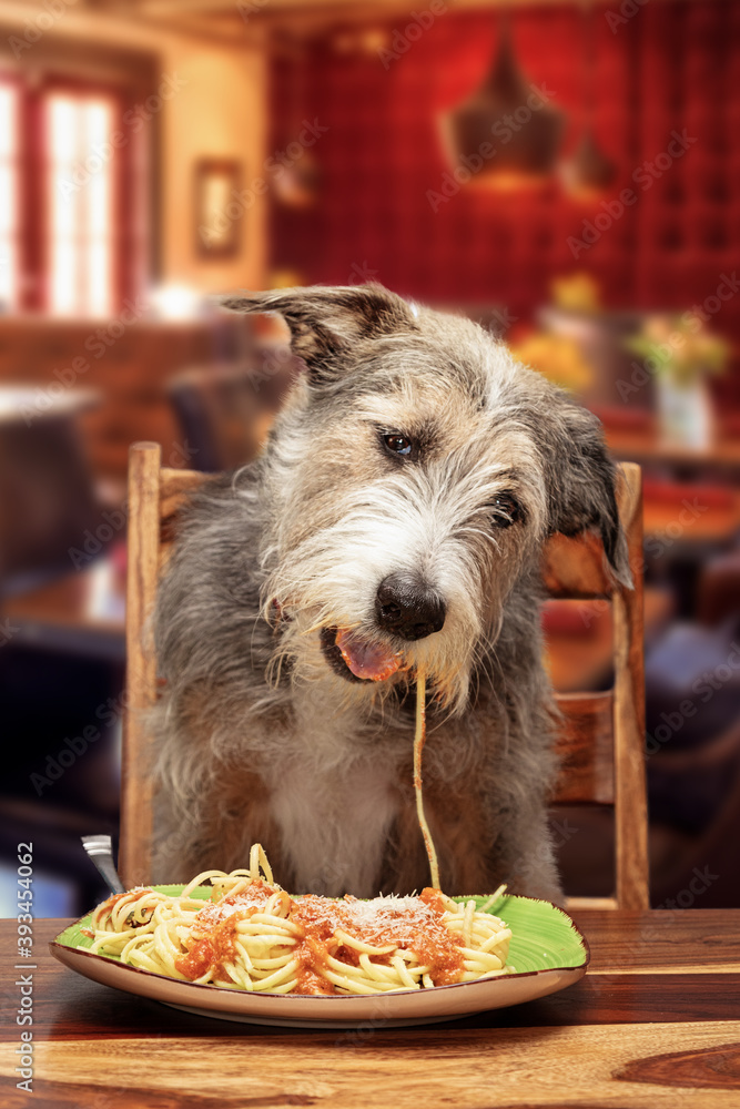 Funny Dog Eating Pasta at Restaurant - obrazy, fototapety, plakaty 