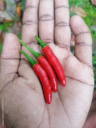 My gurden chillies  photo