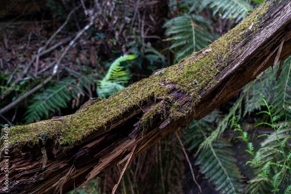 old branch covered with thick moss in the forest old branch covered with thick moss in the forest