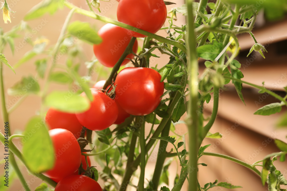 Tomato plant with ripe fruits on blurred background, closeup