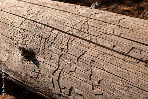 Old dead tree with termite tracks.
