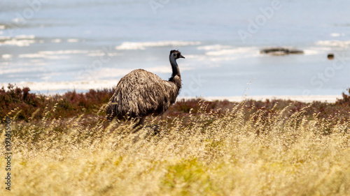 An emu walking alone in the Coorong national park South australia on november 8th south australia