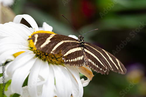 Brown Stripped Butterfly