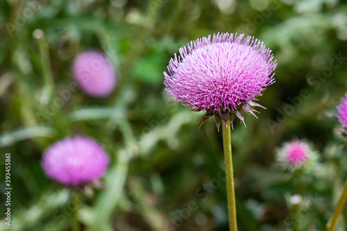Pom Flowers
