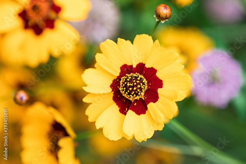 Black Eyes Susan