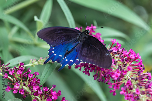 Blue Butterfly