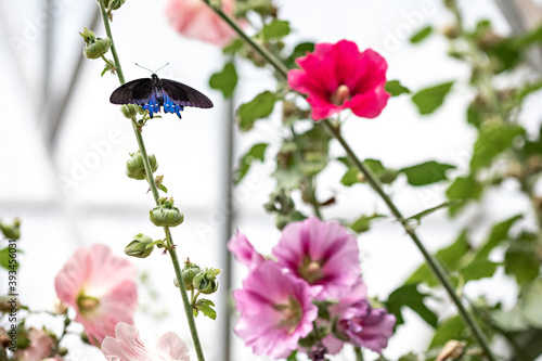 Swallowtail Flying