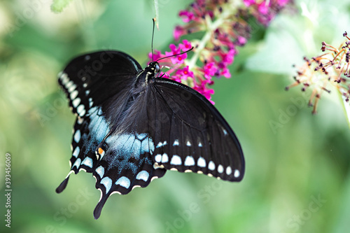 Blue and Black Swallowtail Butterfly