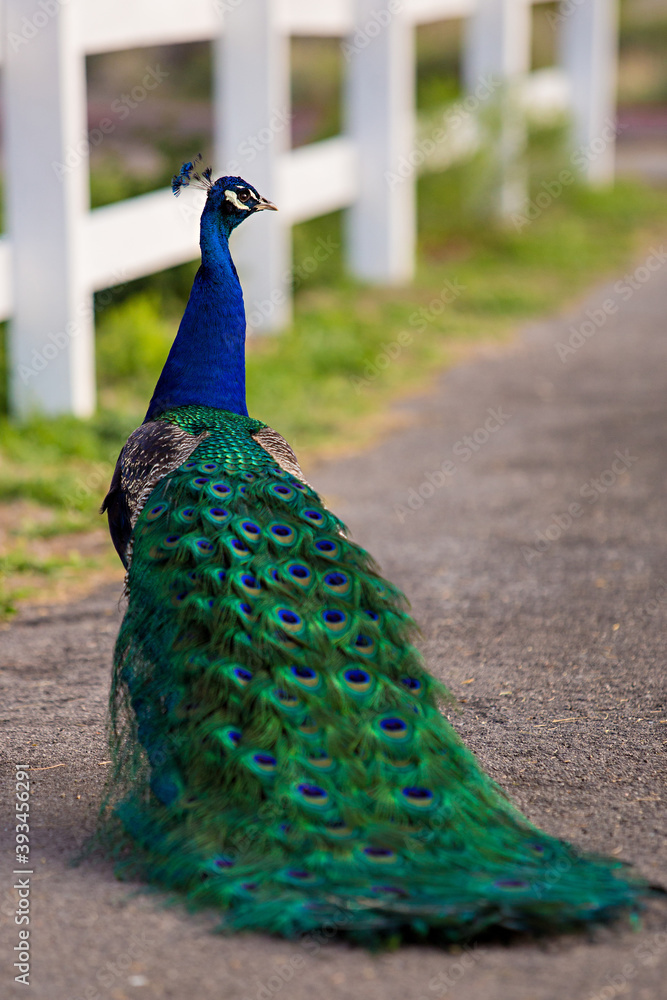 Obraz premium Peacock looking away