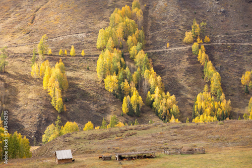 Hemu village during autumn in Xinjiang, China photo