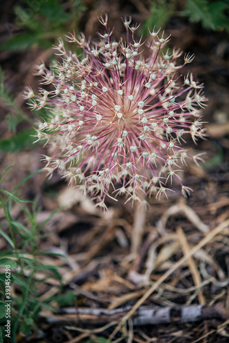 Giant Dandelion