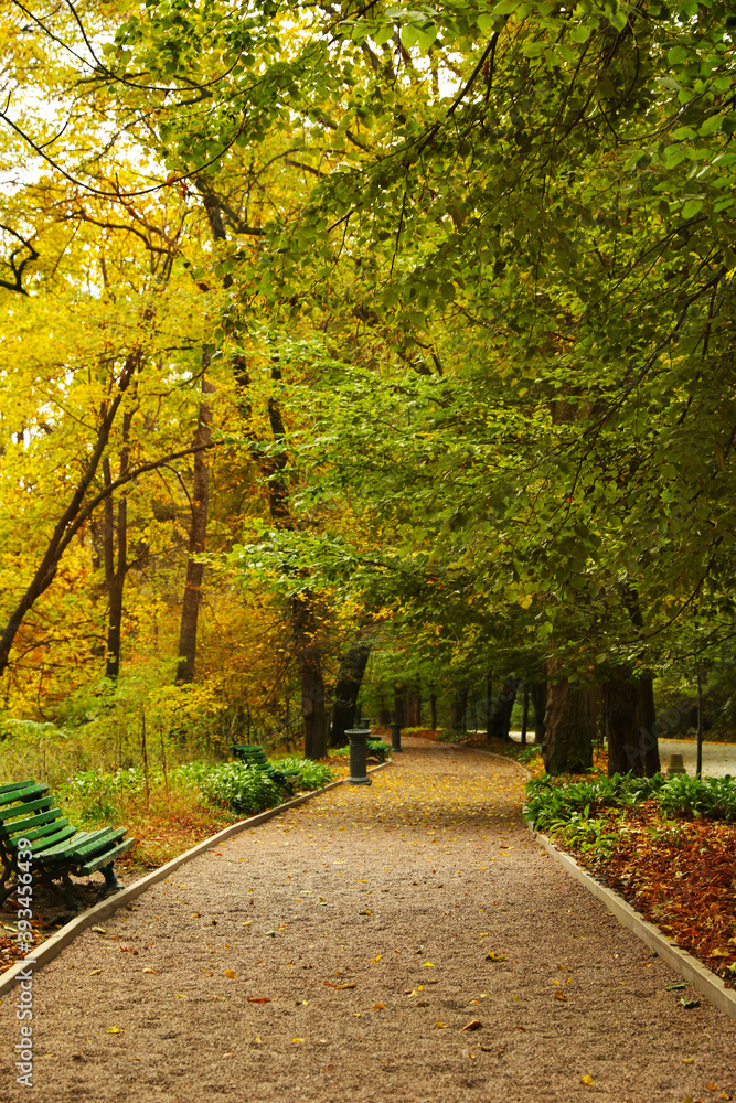 Obraz premium Beautiful view of park with trees on autumn day