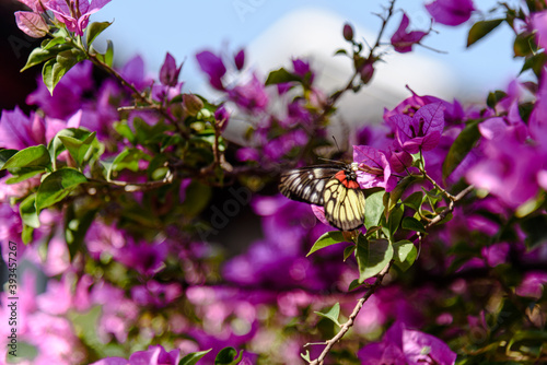 Butterfly on flower,Delias pasithoe and Bougainvillea glabra photo