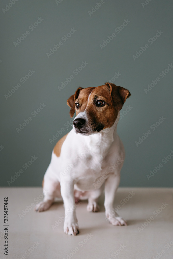 A cute dog on the green background. A cute dog on the green background.
